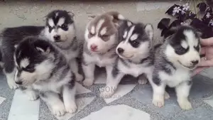 Siberian Husky Puppies