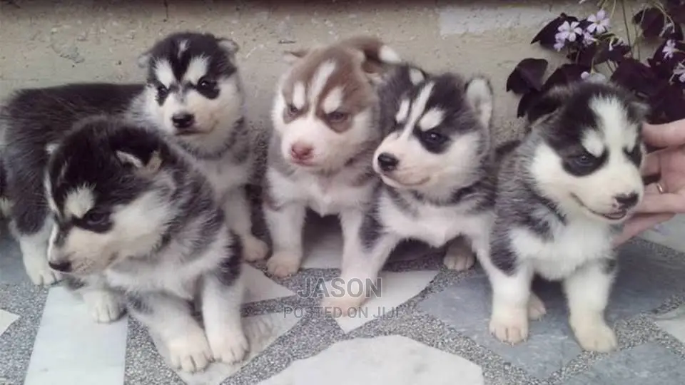 Siberian Husky Puppies