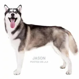 Siberian Husky Puppies