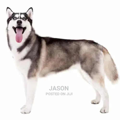 Siberian Husky Puppies