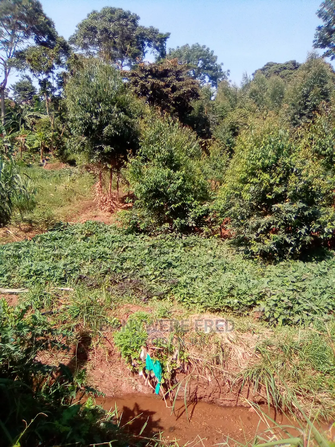 25acres of Farmland in Mbulamuti