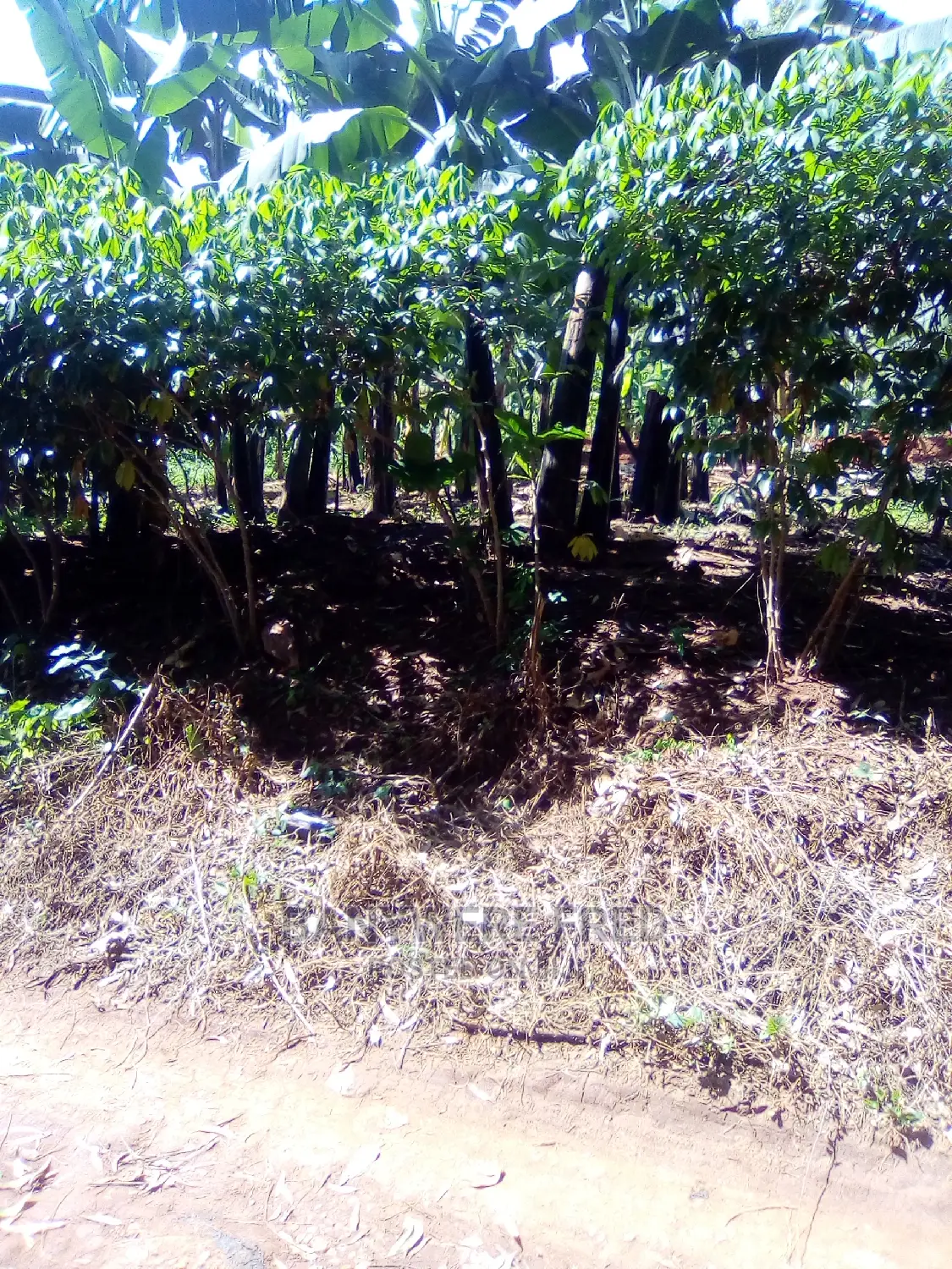50/100 Plot for Sale in Mulawa Kitikifumba