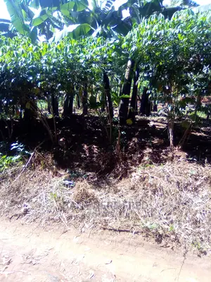 50/100 Plot for Sale in Mulawa Kitikifumba