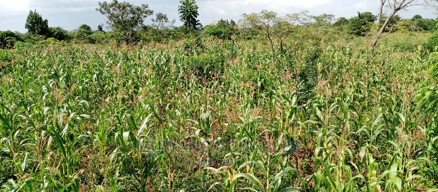 Land for Sale in Wabutungulu