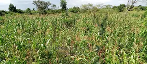Land for Sale in Wabutungulu