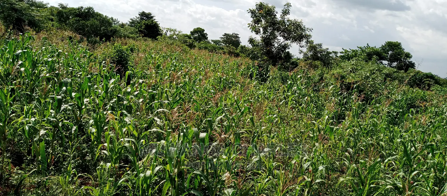 Land for Sale in Wabutungulu