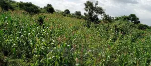 Land for Sale in Wabutungulu