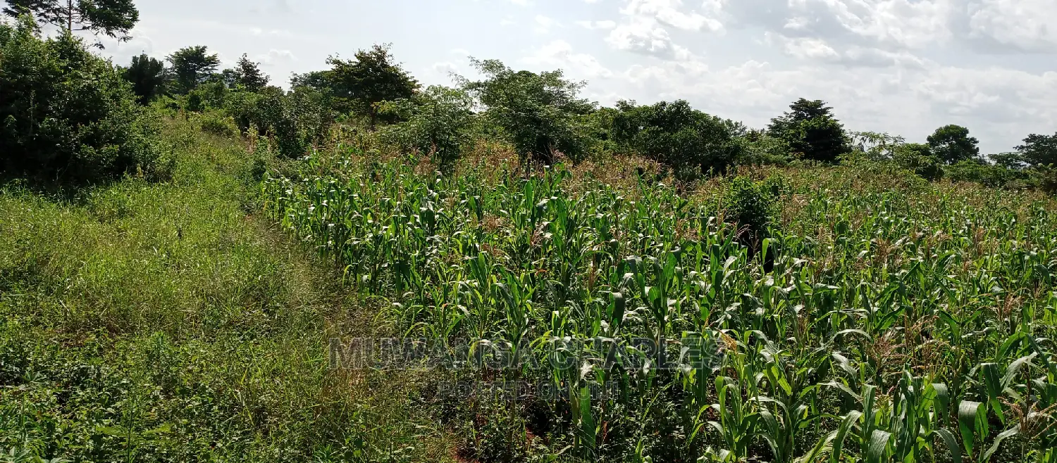 Land for Sale in Wabutungulu