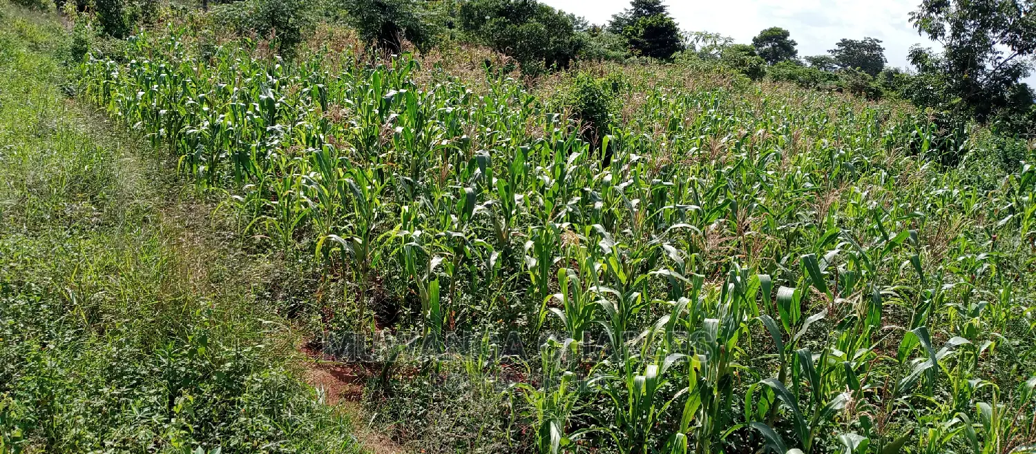 Land for Sale in Wabutungulu