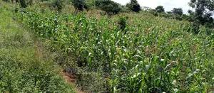 Land for Sale in Wabutungulu