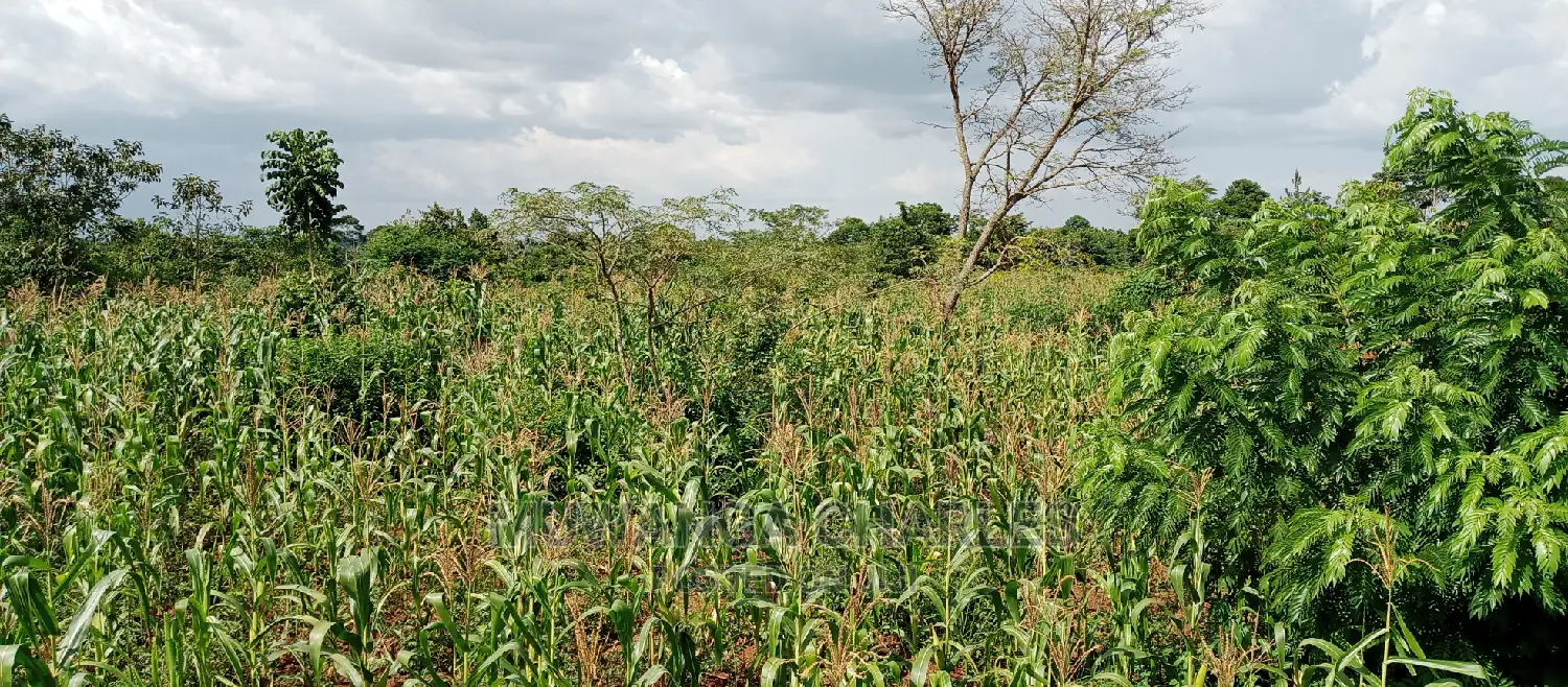 Land for Sale in Wabutungulu