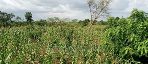 Land for Sale in Wabutungulu