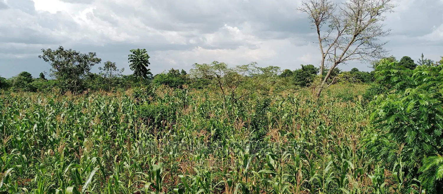 3acres for Sale in Wabutungulu