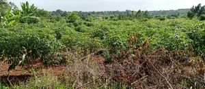 5acres for Sale in Zirobwe