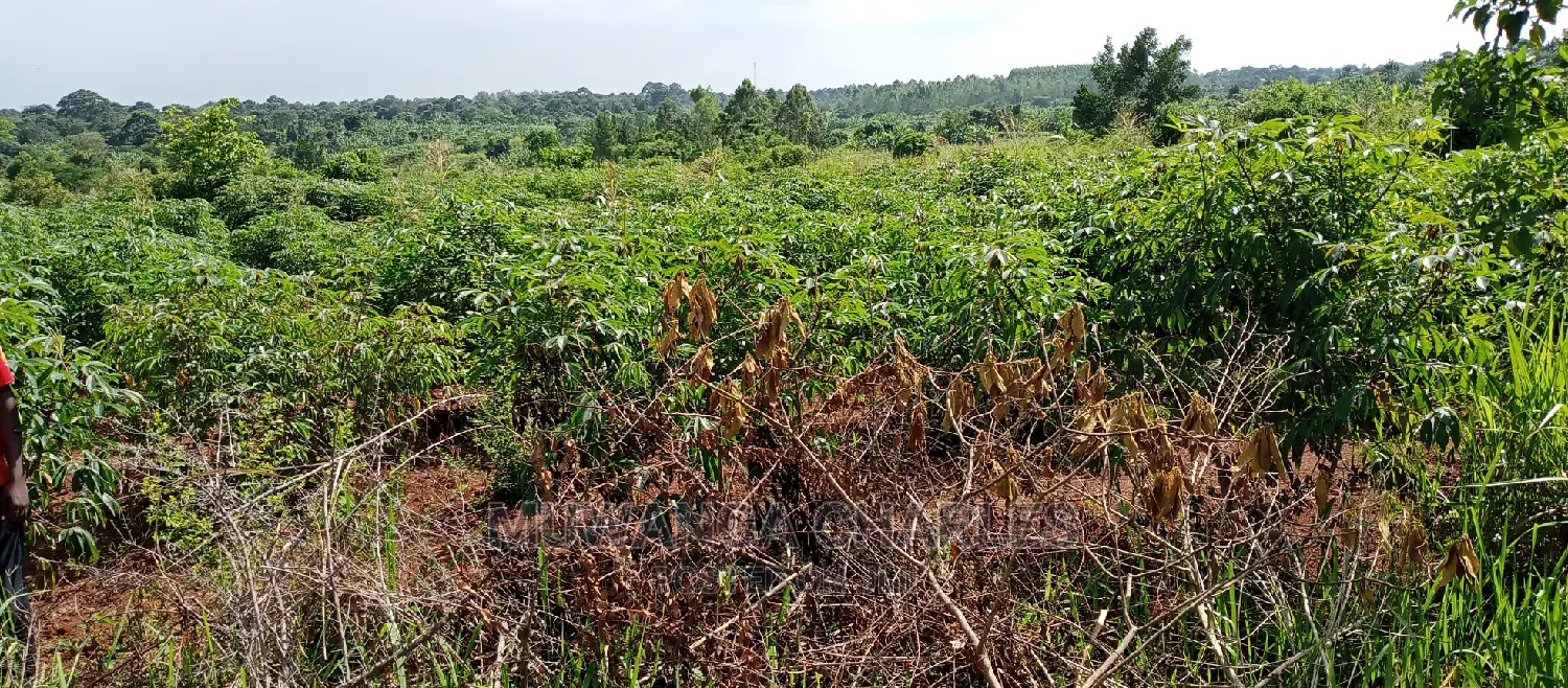 5acres for Sale in Zirobwe