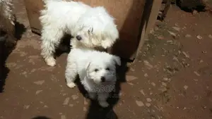 Maltese White Puppies