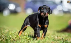 Dobberman Active Puppies