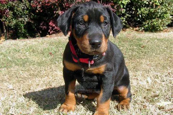 Dobberman Active Puppies