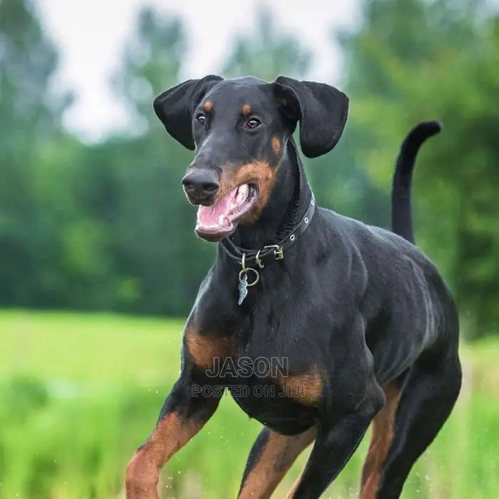 Dobberman Active Puppies