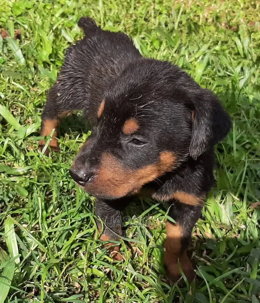 1-3 Month Male Purebred Doberman Pinscher