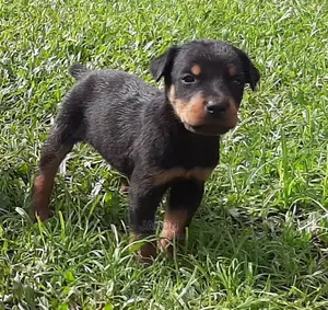 1-3 Month Male Purebred Doberman Pinscher