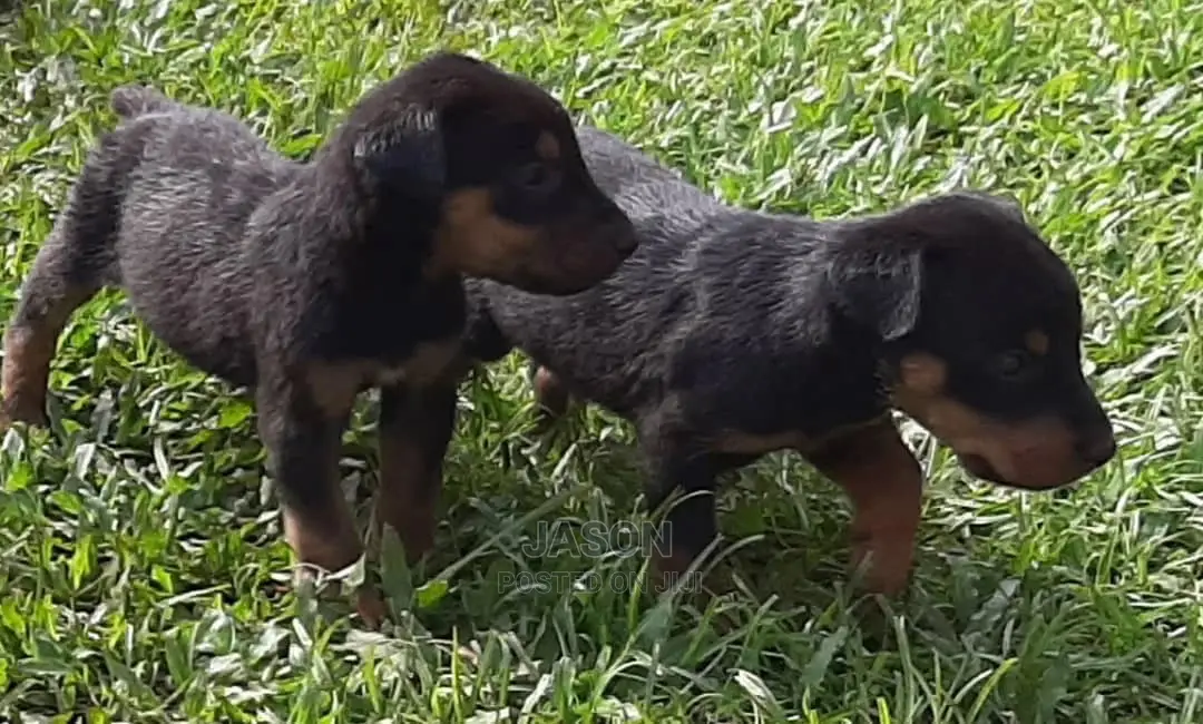 1-3 Month Male Purebred Doberman Pinscher