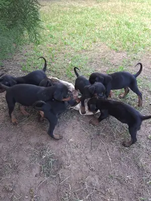 1-3 Month Male Purebred Doberman Pinscher