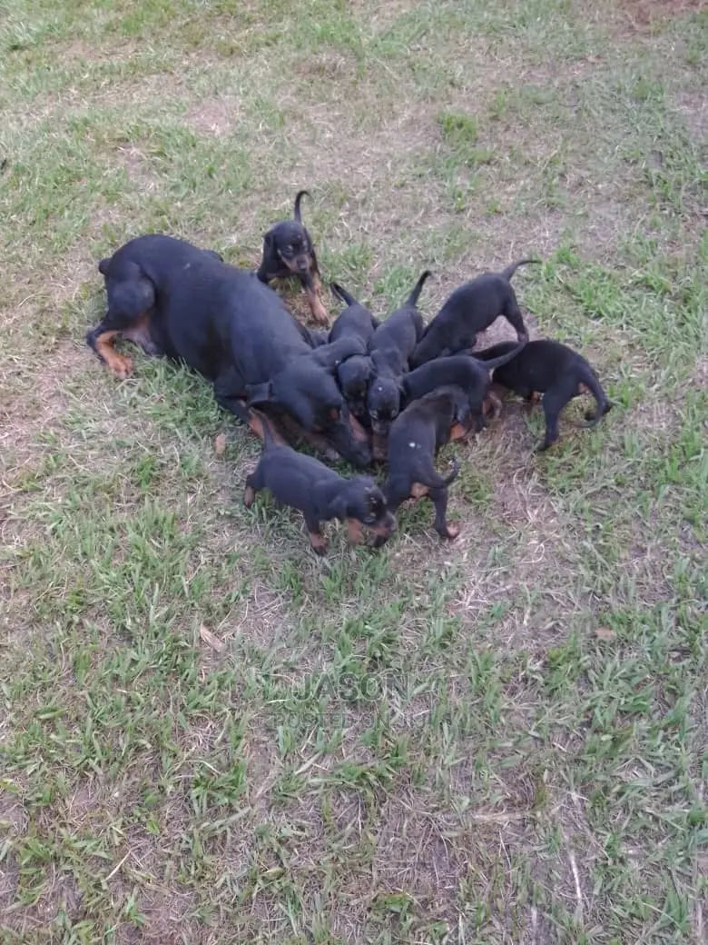 1-3 Month Male Purebred Doberman Pinscher