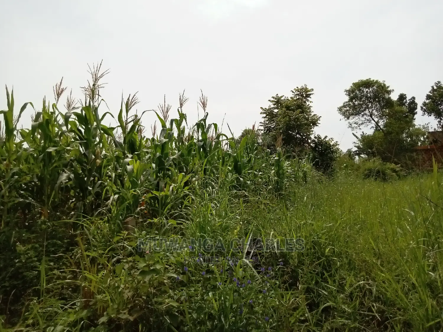 1acre and 40decimals for Sale in Kirs