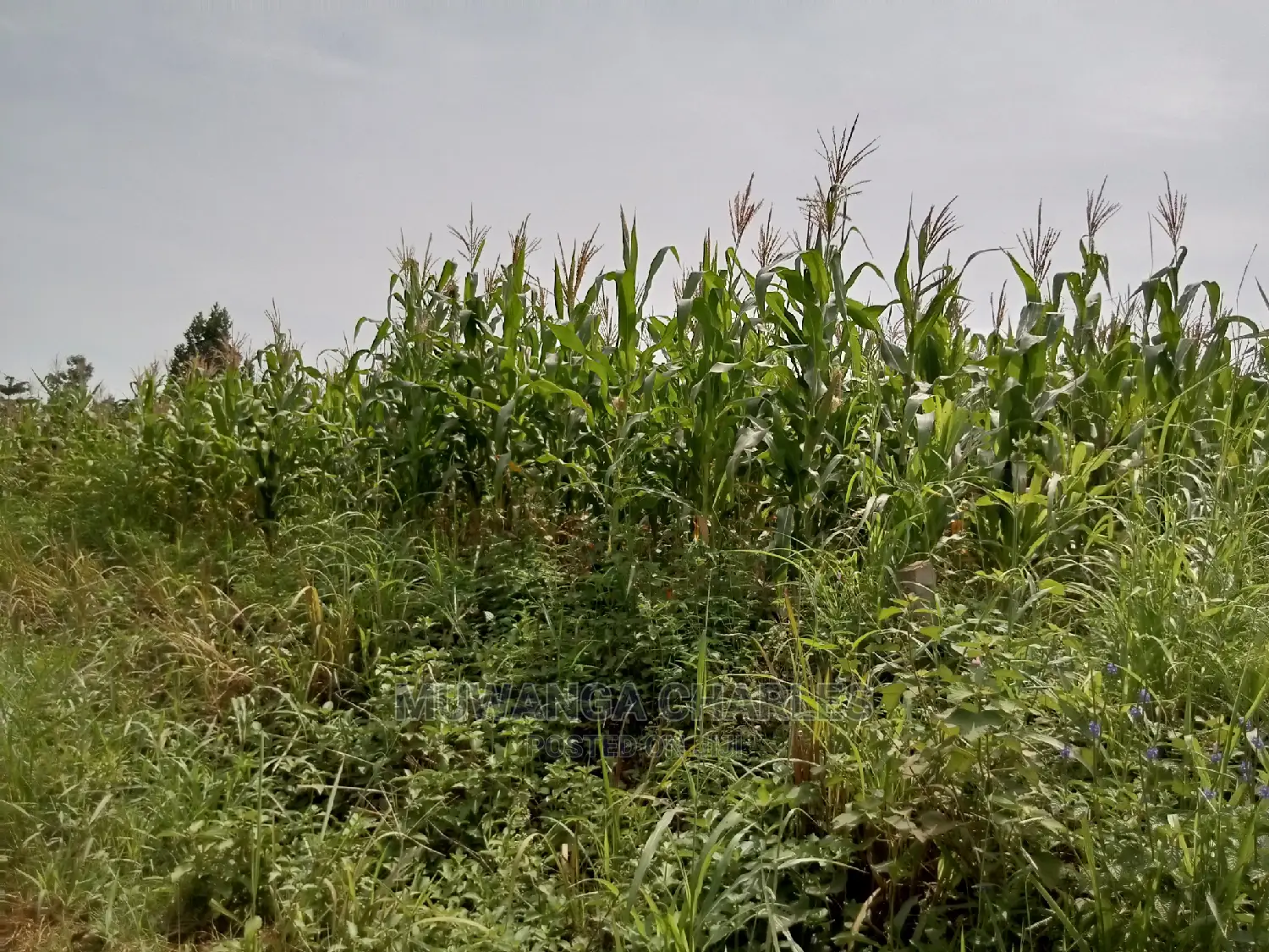 1acre and 40decimals for Sale in Kirs