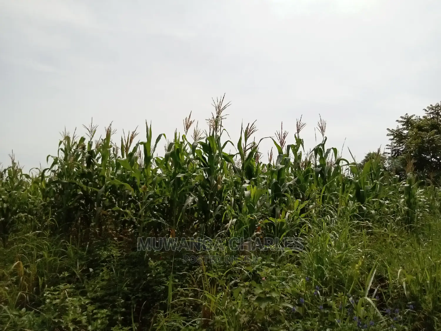 1acre and 40decimals for Sale in Kirs