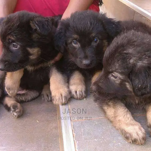 German Sherperd Healthy Puppies