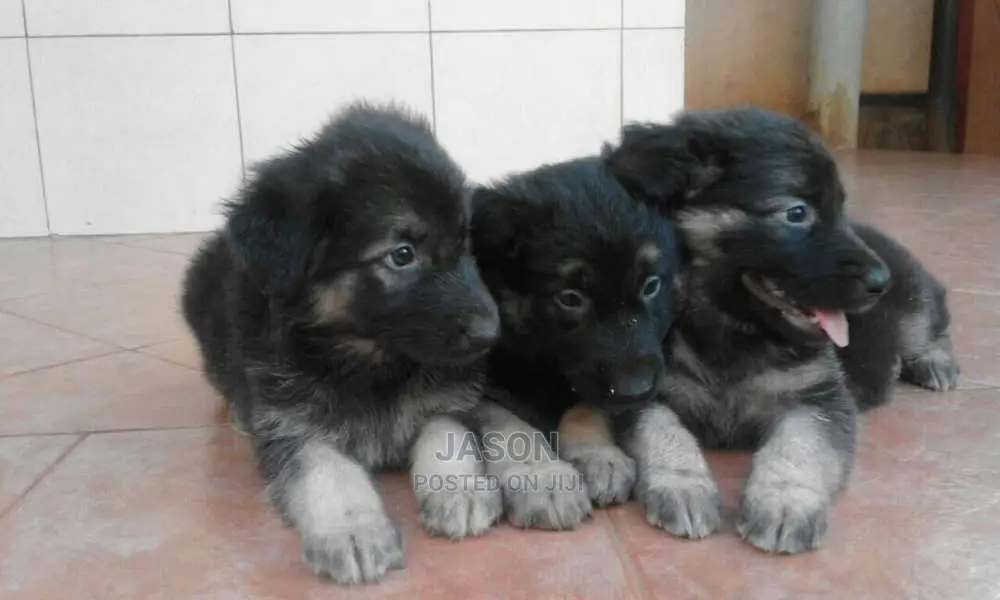 German Sherperd Healthy Puppies