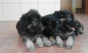 German Sherperd Healthy Puppies