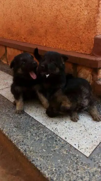 German Sherperd Healthy Puppies