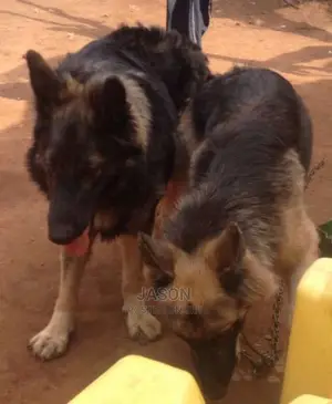 German Sherperd Healthy Puppies