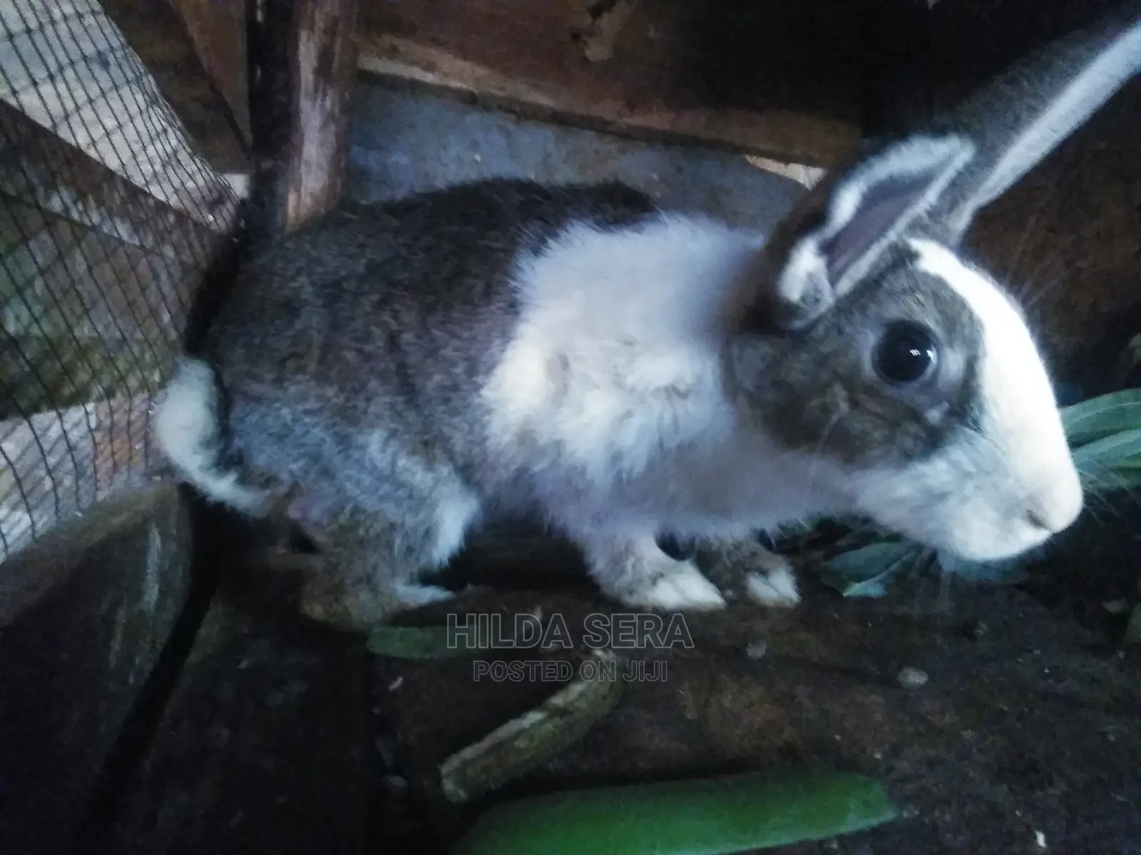 Cross Breed Rabbits