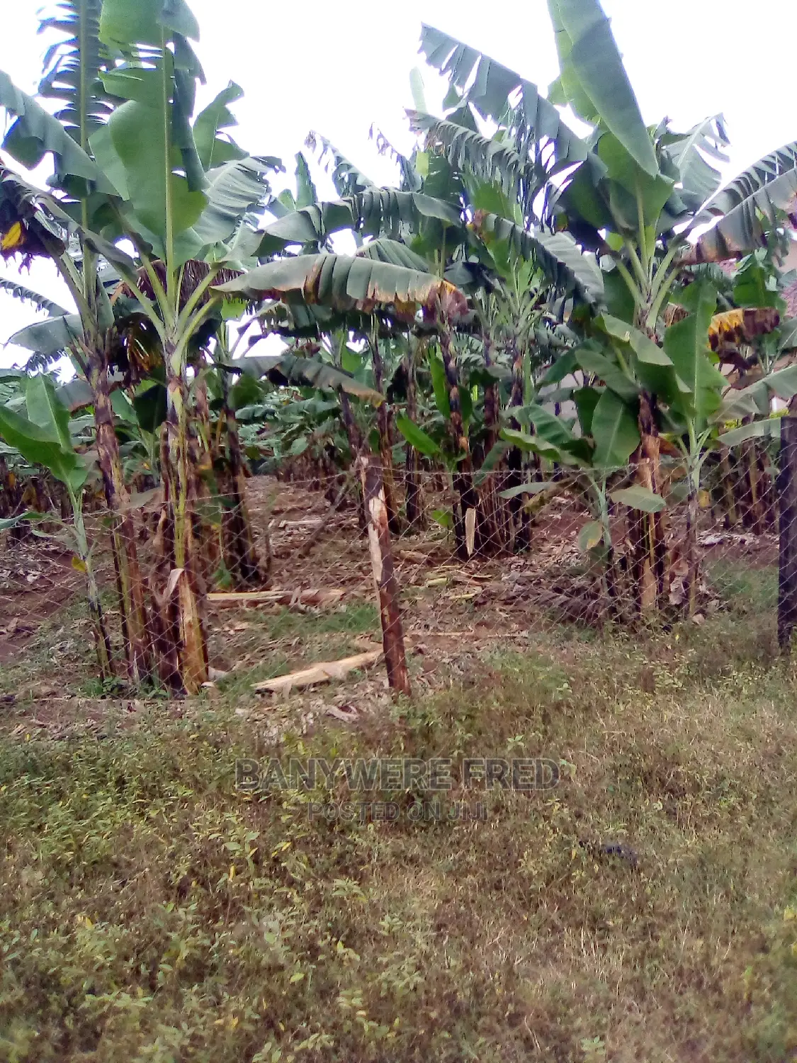 100x100ft Plot for Sale at Bukoloto