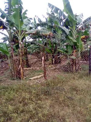 100x100ft Plot for Sale at Bukoloto