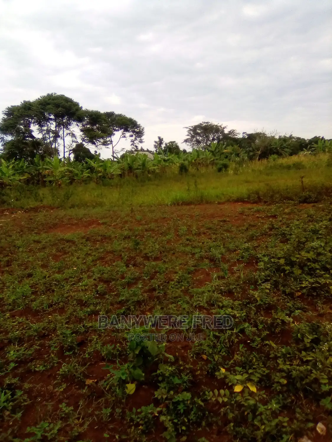 100x50ft Plot on Wabusana Road for Sale
