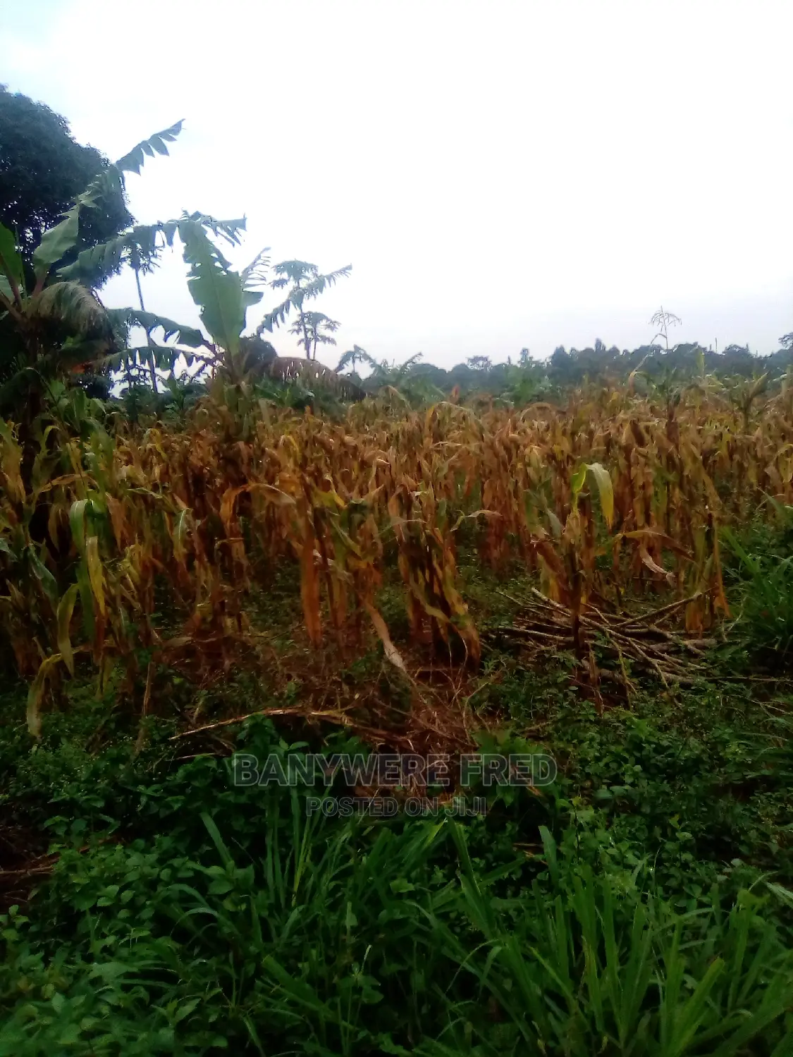 25acres of Farmland in Kamuli