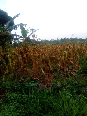 25acres of Farmland in Kamuli