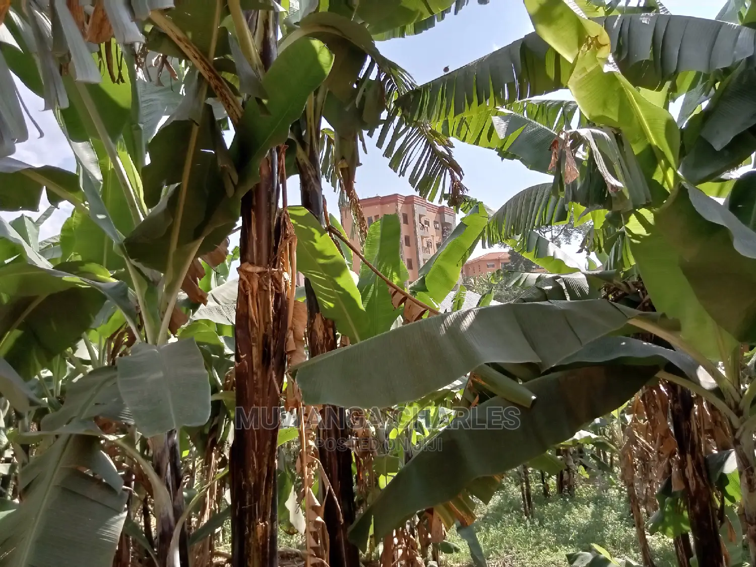 Plot for Sale in Kyanja Kungu
