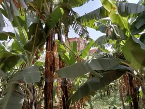 Plot for Sale in Kyanja Kungu