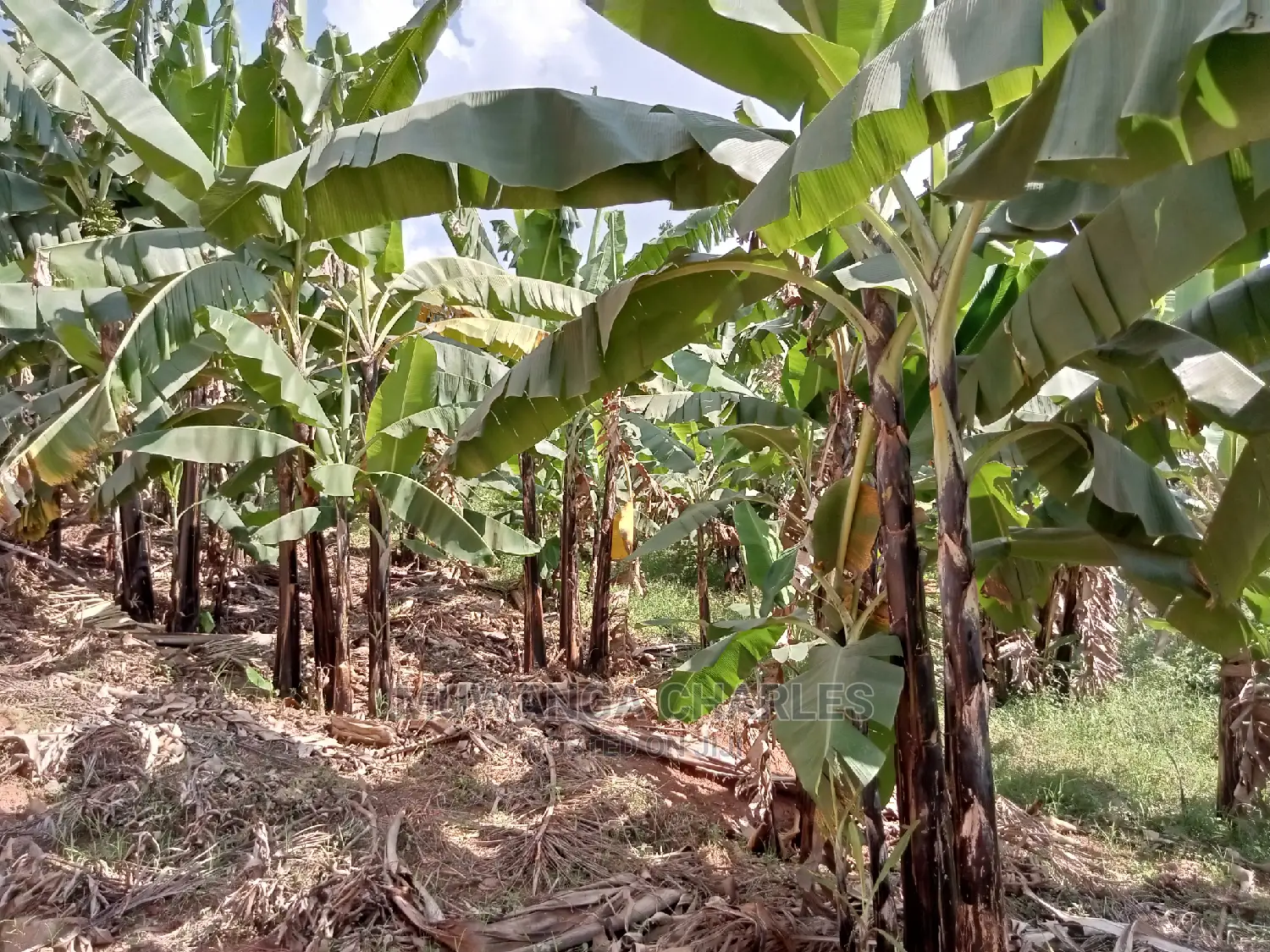 Plot for Sale in Kyanja Kungu