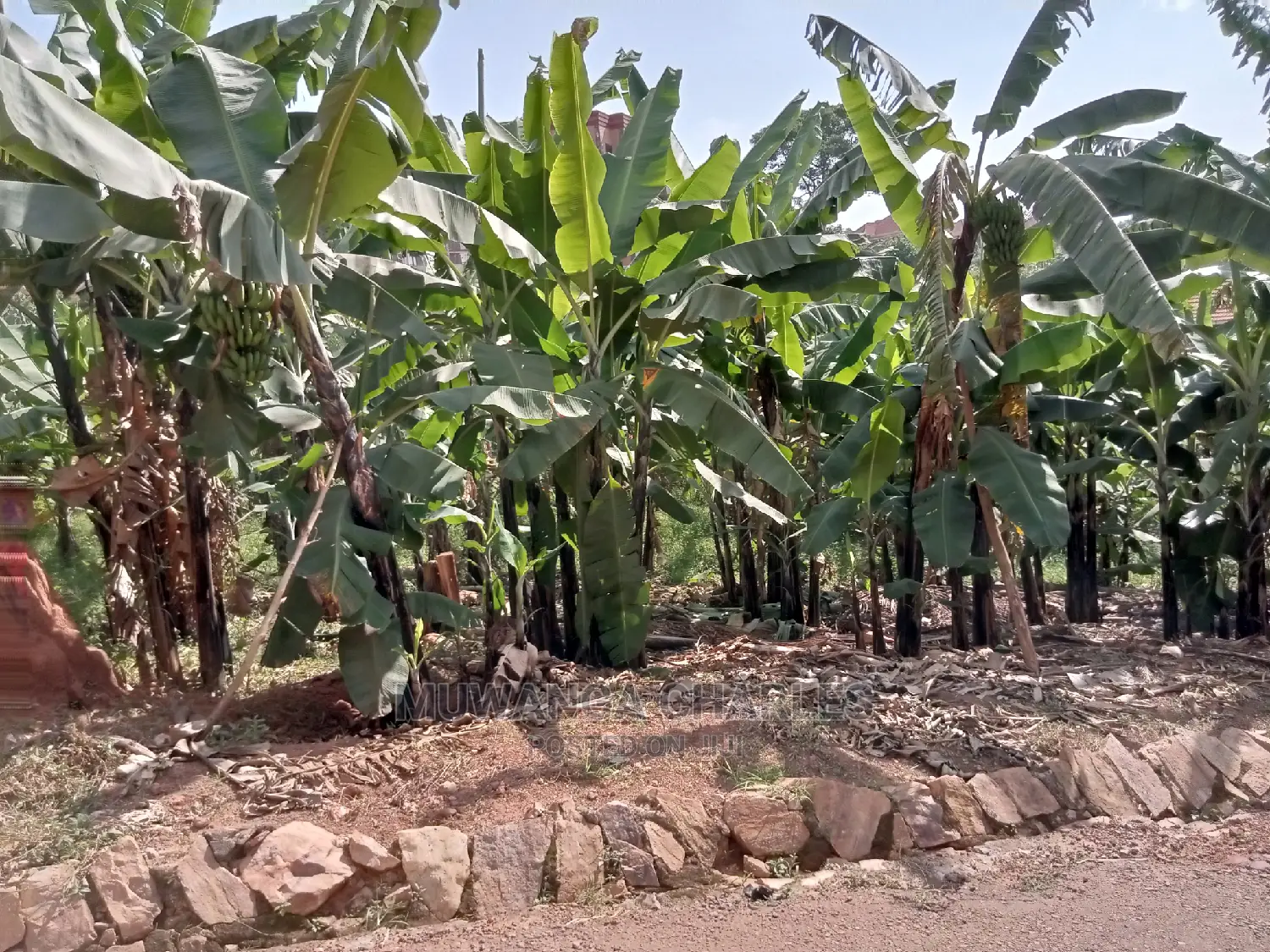 Plot for Sale in Kyanja Kungu
