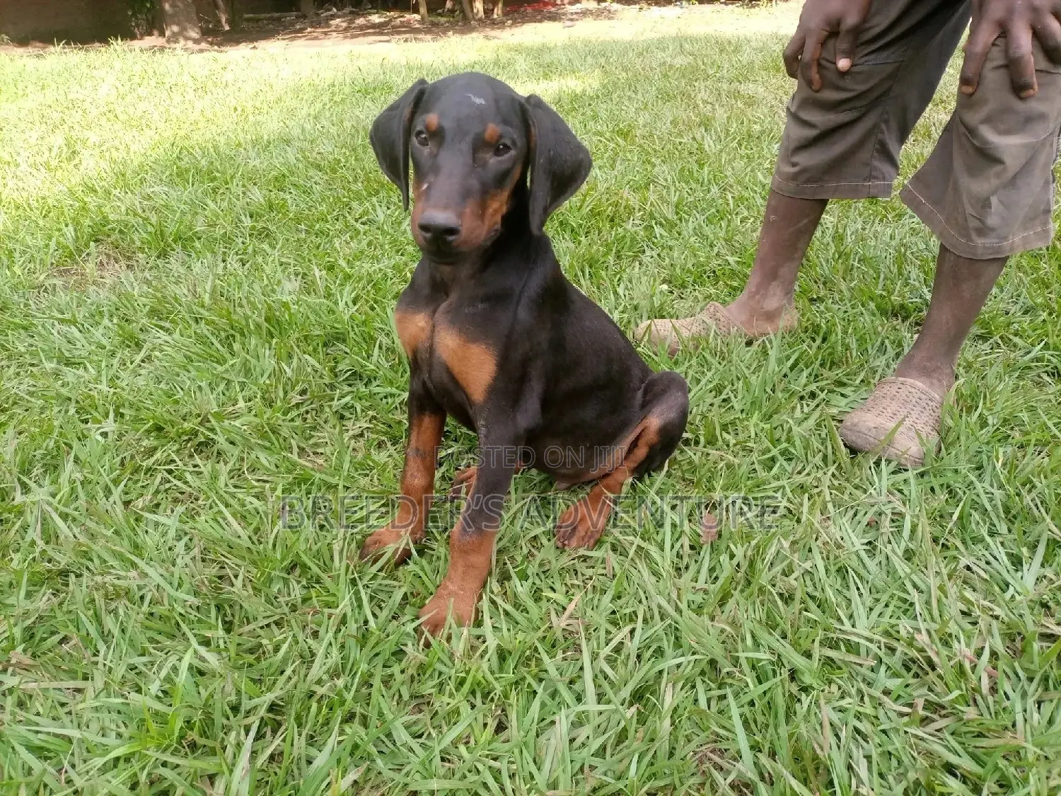 1-3 Month Male Purebred Doberman Pinscher