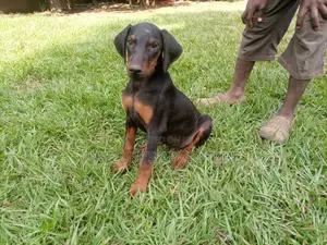 1-3 Month Male Purebred Doberman Pinscher