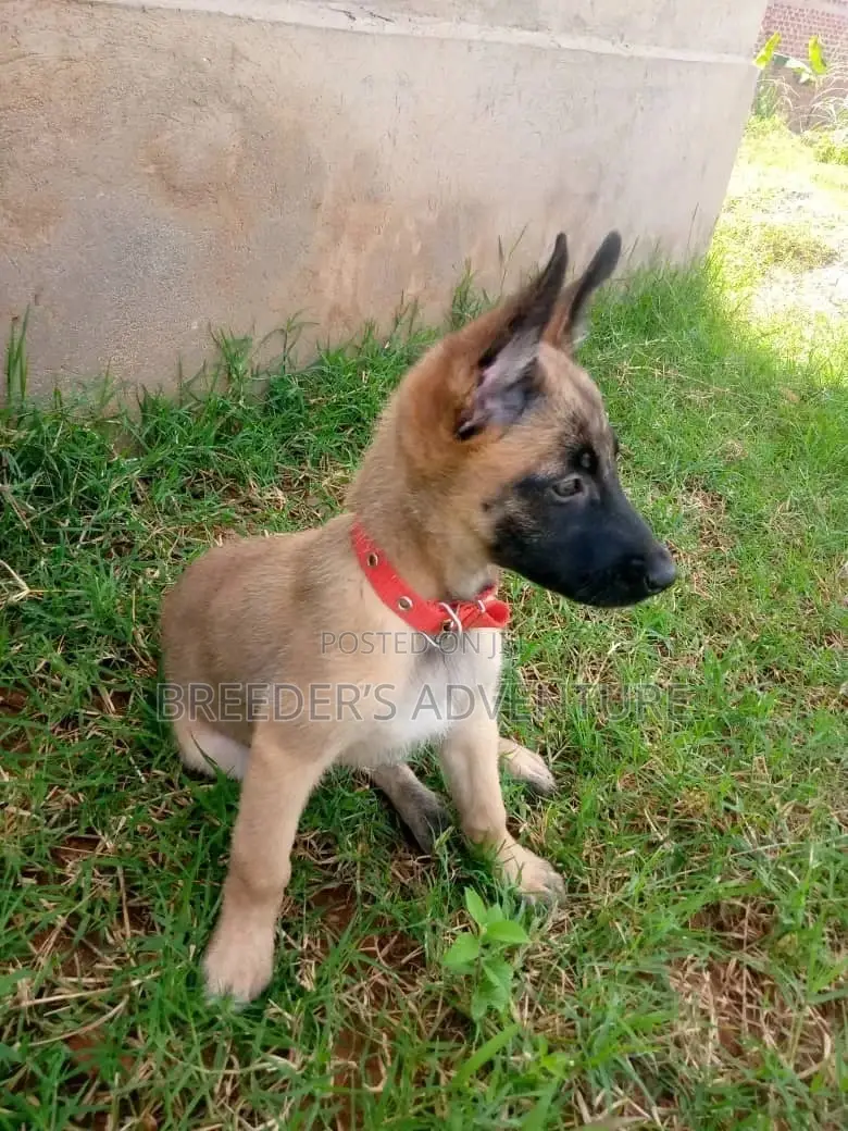 1-3 Month Male Purebred Belgian Malinois