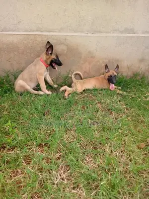 1-3 Month Male Purebred Belgian Malinois